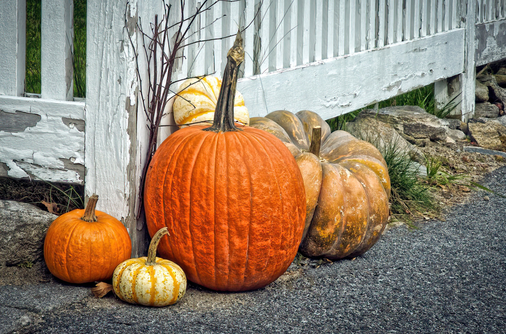 Pumpkins By The Fence