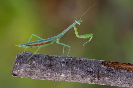 Praying Mantis Looking Over Her Shoulder