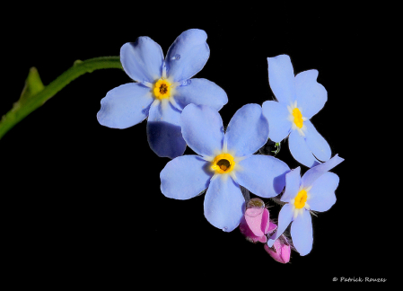 Sweet Forget-Me-Not