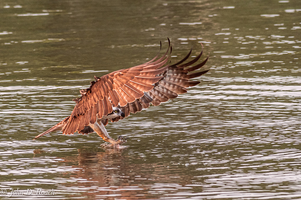 Osprey Fishing Sequence-2