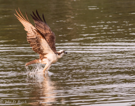 Osprey Fishing Sequence-3