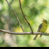 © Kitty R. Kono PhotoID# 16079696: Female Scarlet Tanager Taking a Deep Breath