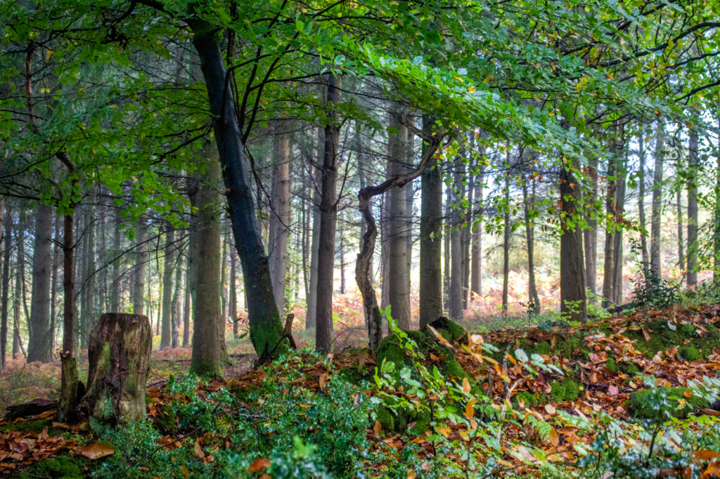 Horner Woods, Exmoor