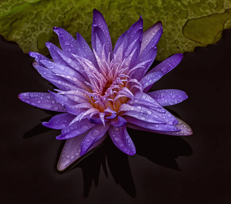 Purple Waterlily after the Rain