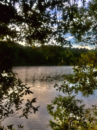 Looking through the trees