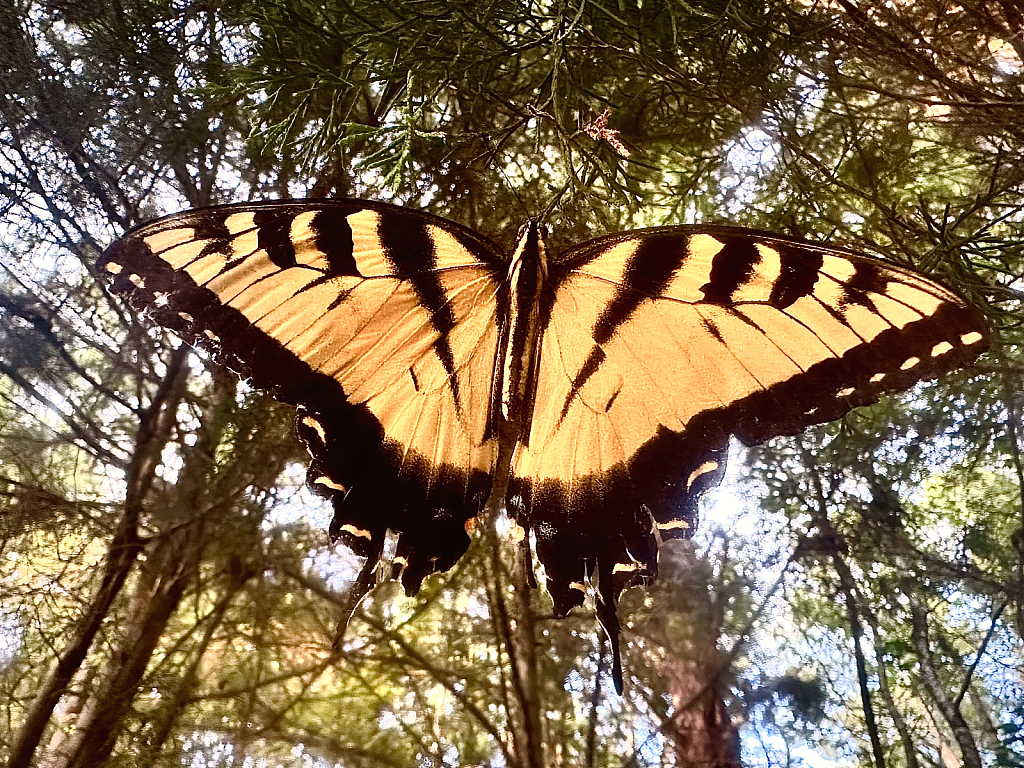 Tiger swallowtail  - ID: 16079758 © Elizabeth A. Marker