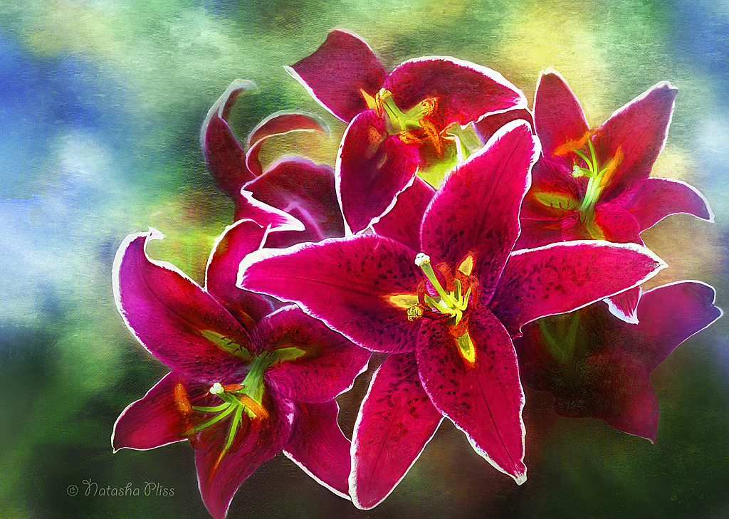 'Stargazer' lily