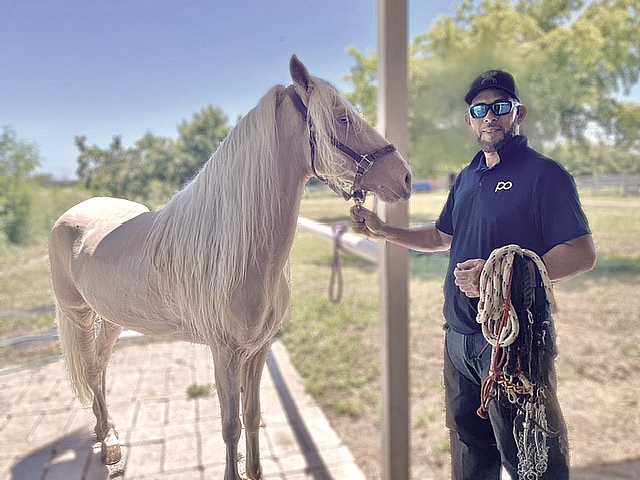 Poché & The Cremello Stallion