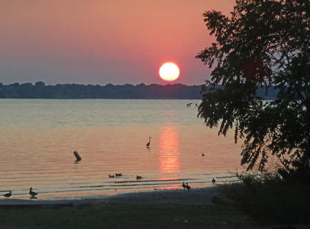 Herons and Ducks at Sunset