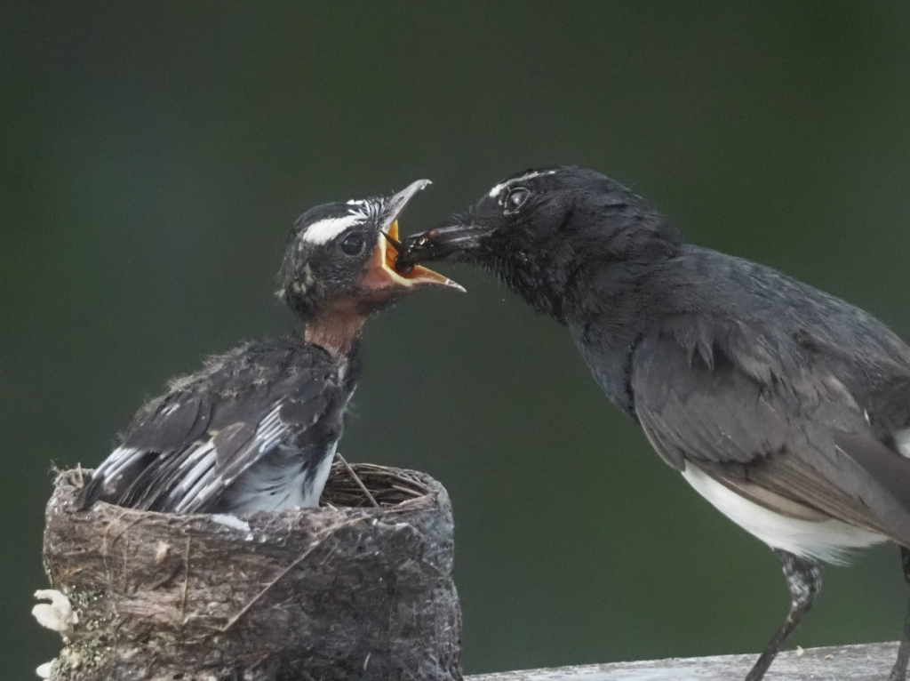 Chow Time!