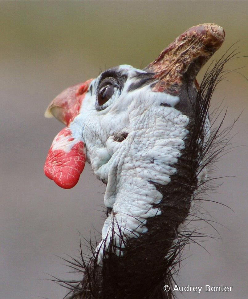 Skinny Guinea