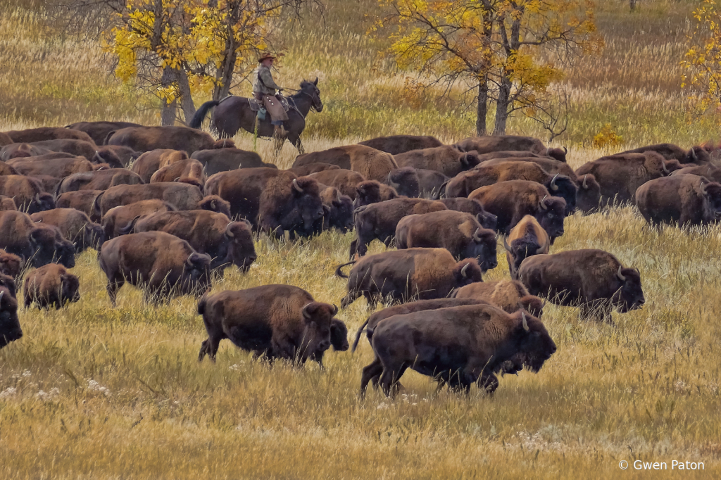 Buffalo Roundup