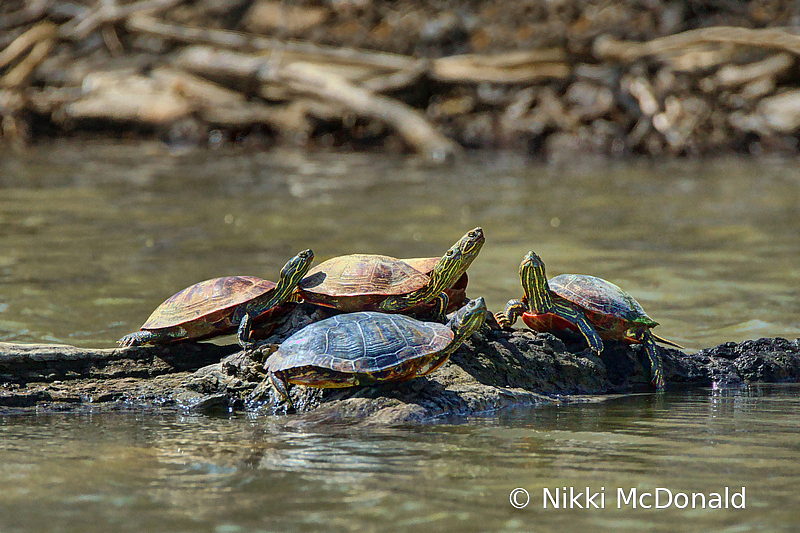 Painted Turtles, Sunning