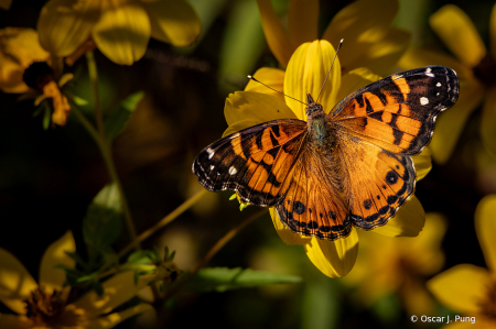 American Painted Lady