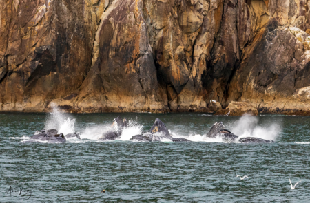 The Photo Contest 2nd Place Winner - Teach a Whale to Fish