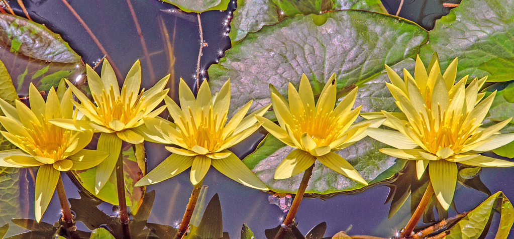 Golden Lilies.