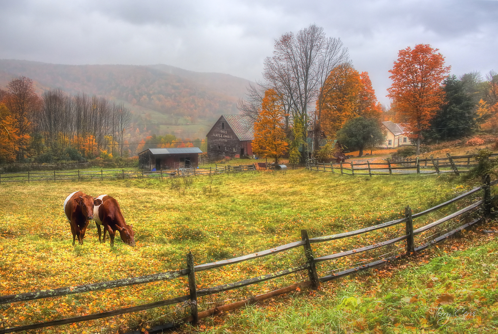 A Foggy Morning at Maple Grove Farm