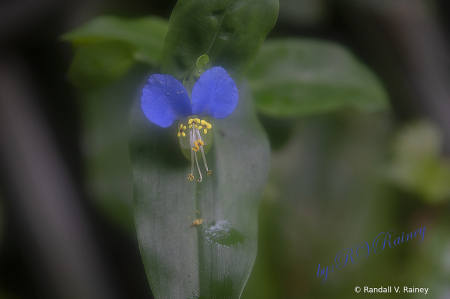 Asiatic Dayflower