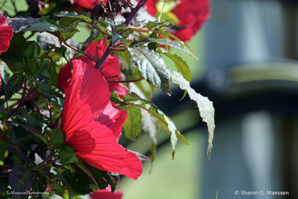 Last Day of Summer Sunshine