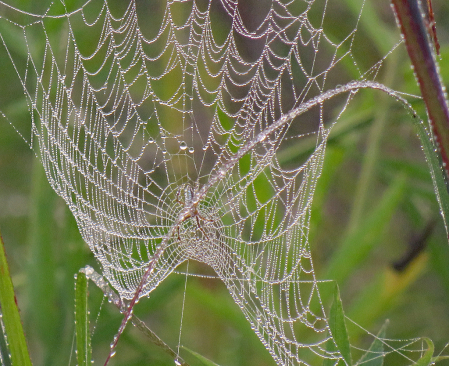 Wet Web