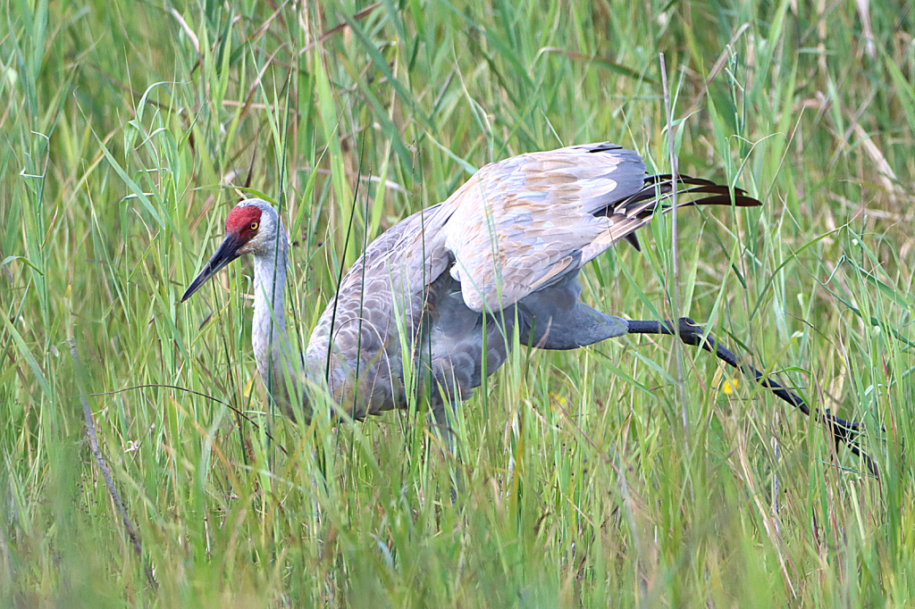 Sandhill Crane 2