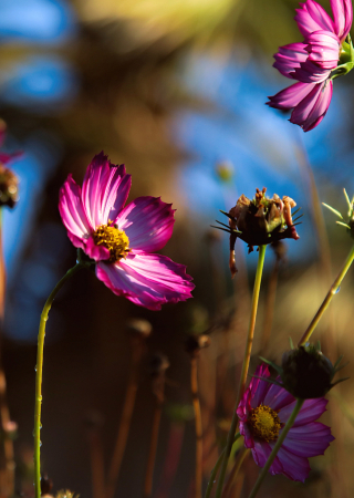 Flowers