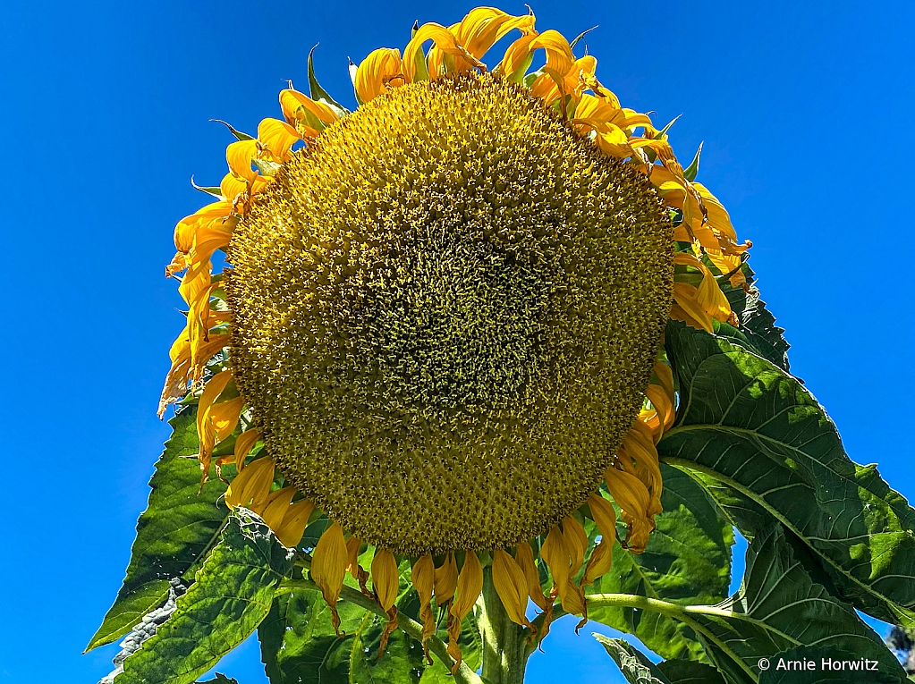 Sunflower!