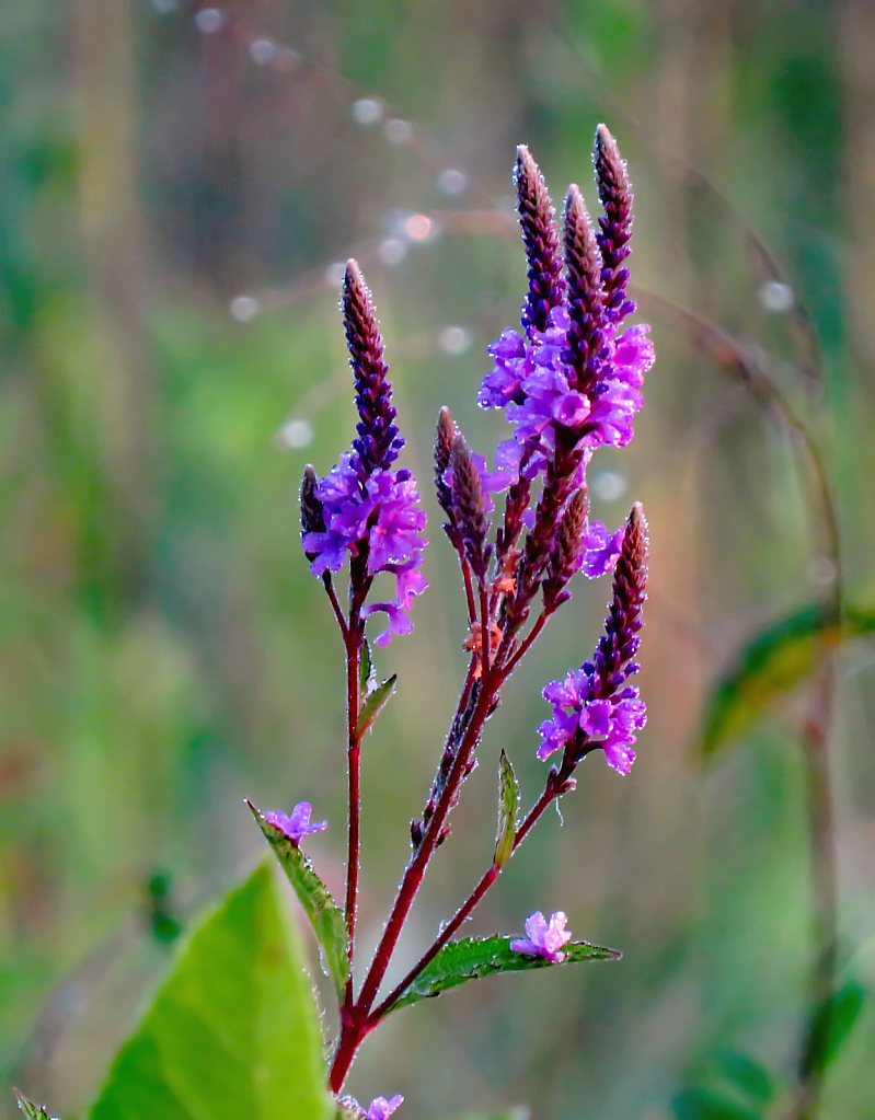 Prairie Wildflower 2