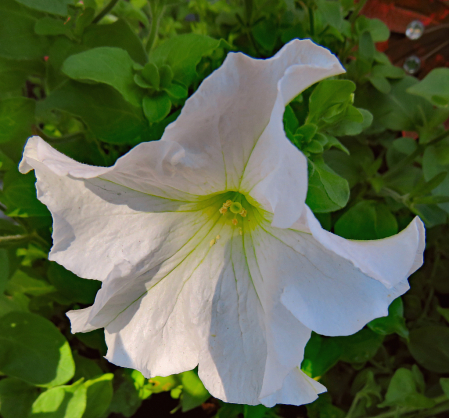 Petunia In White