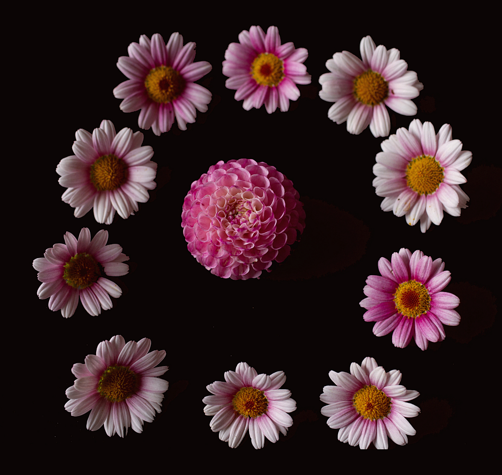 Daisies