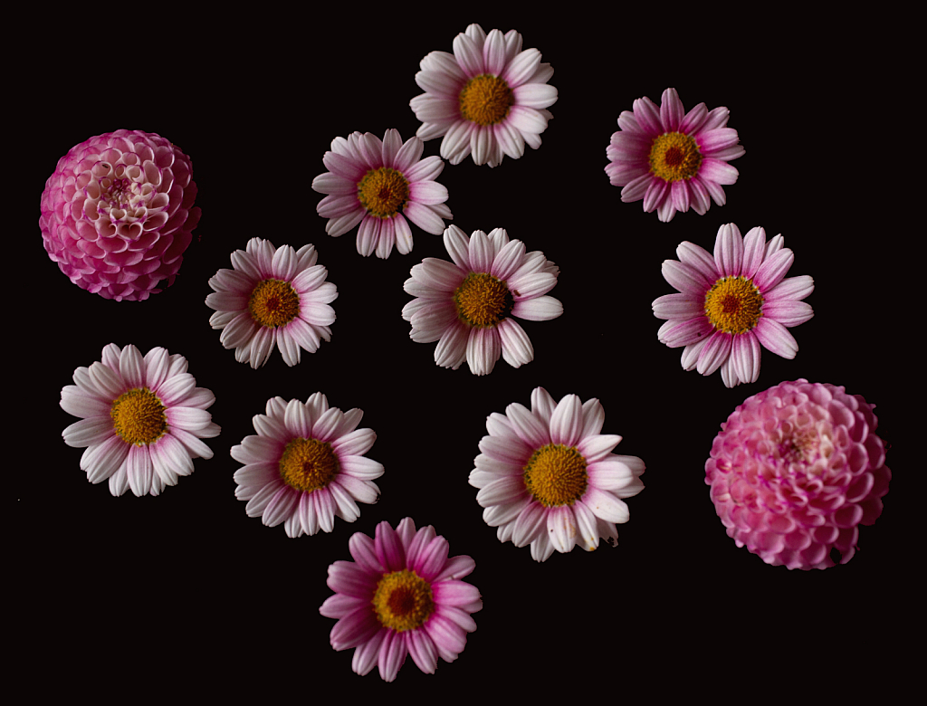 Daisies