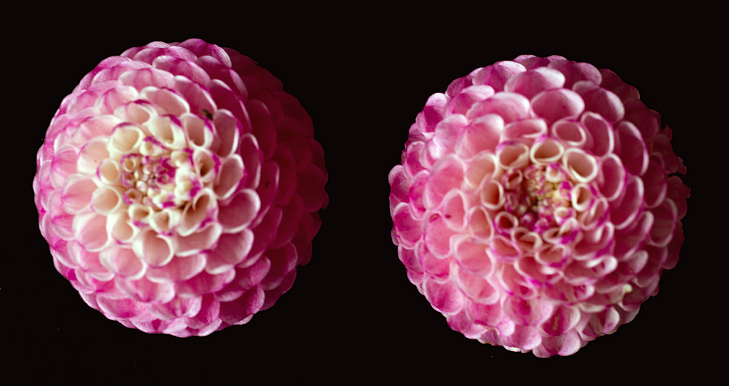 Dahlias