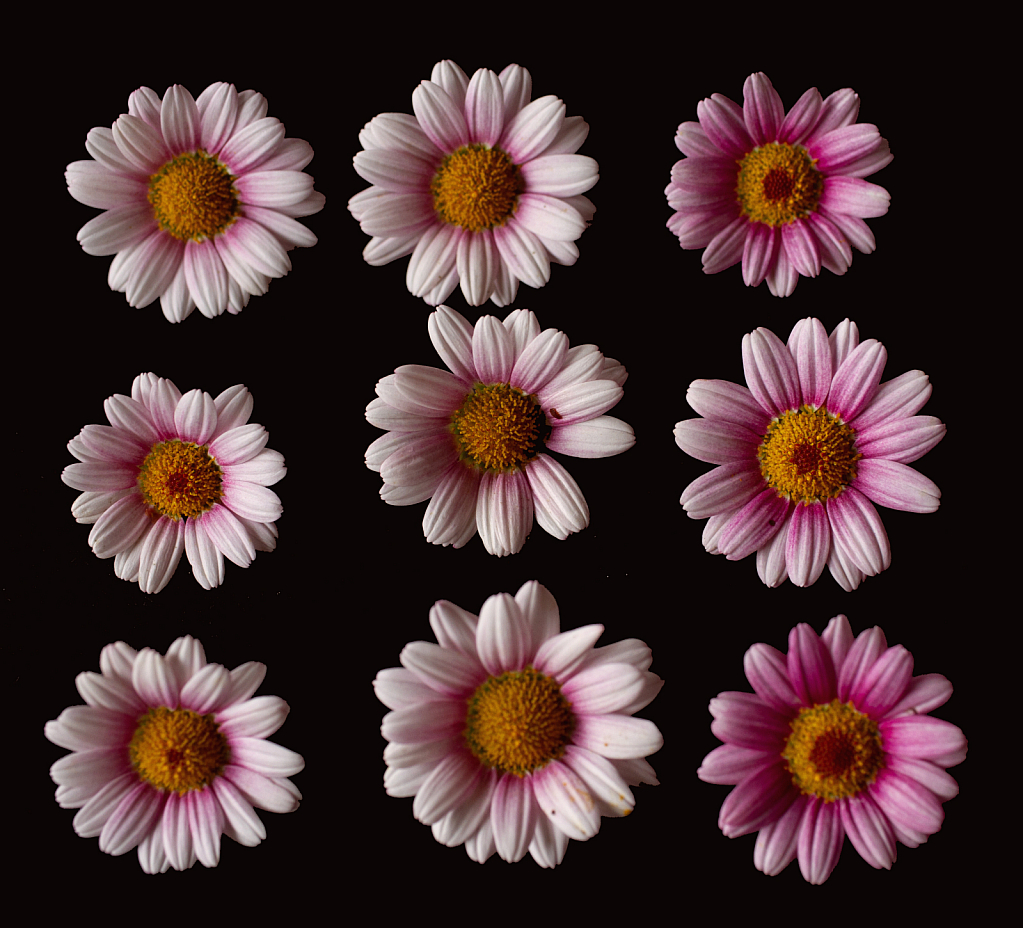 Daisies