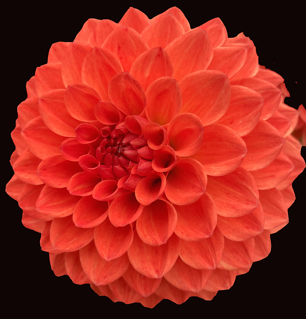 Dahlia