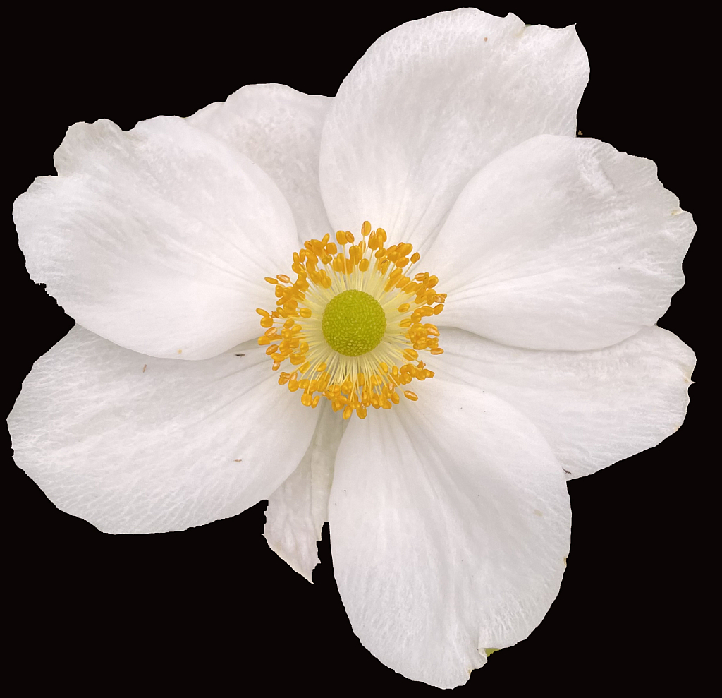 Anemone
