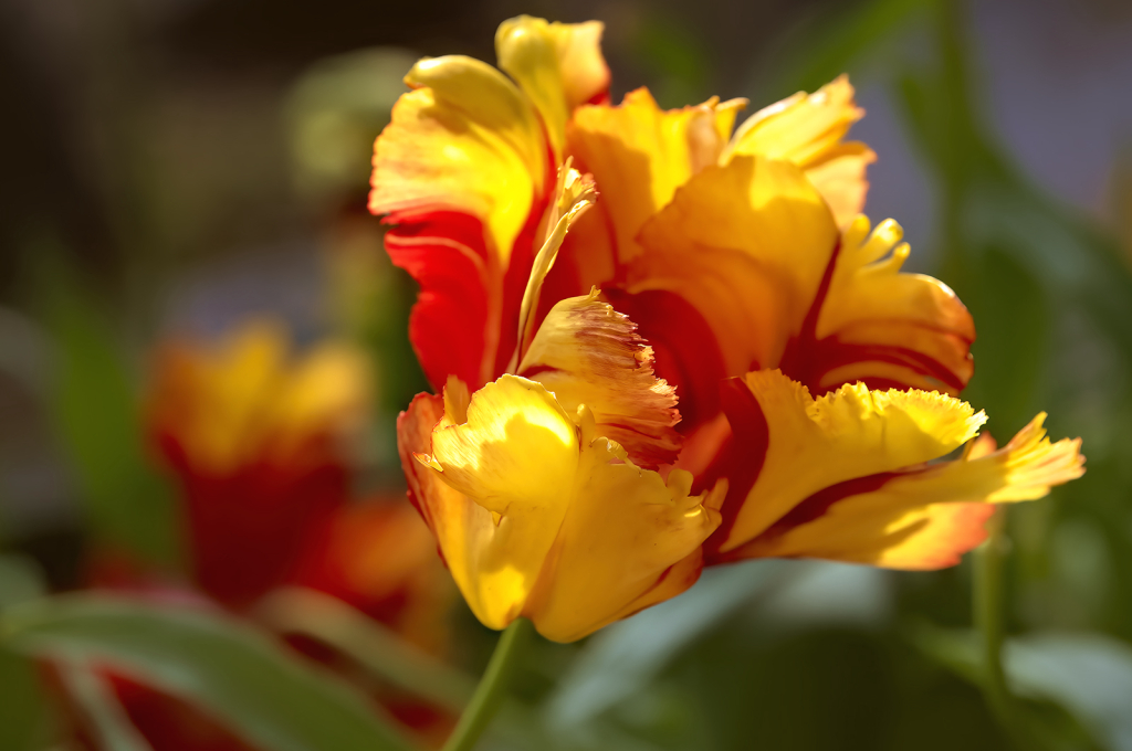 Spring Orange & Yellow - ID: 16080212 © Kelley J. Heffelfinger