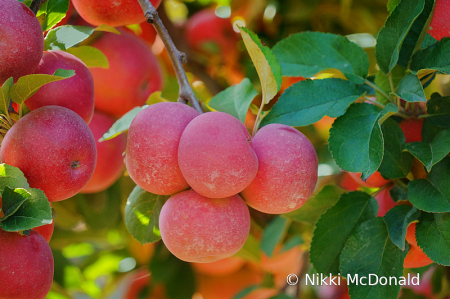 Apples A-plenty