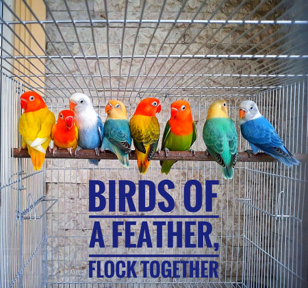 ~ ~ BIRDS OF A FEATHER ~ ~ 