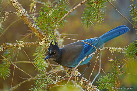 Steller's Jay