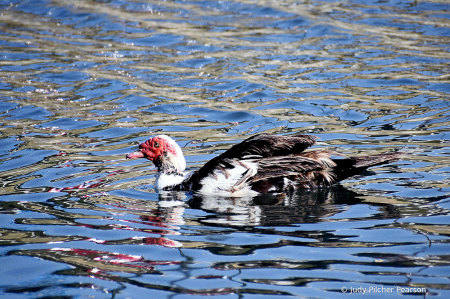 'Exotic Water Dance'