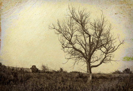 Prairie Tree