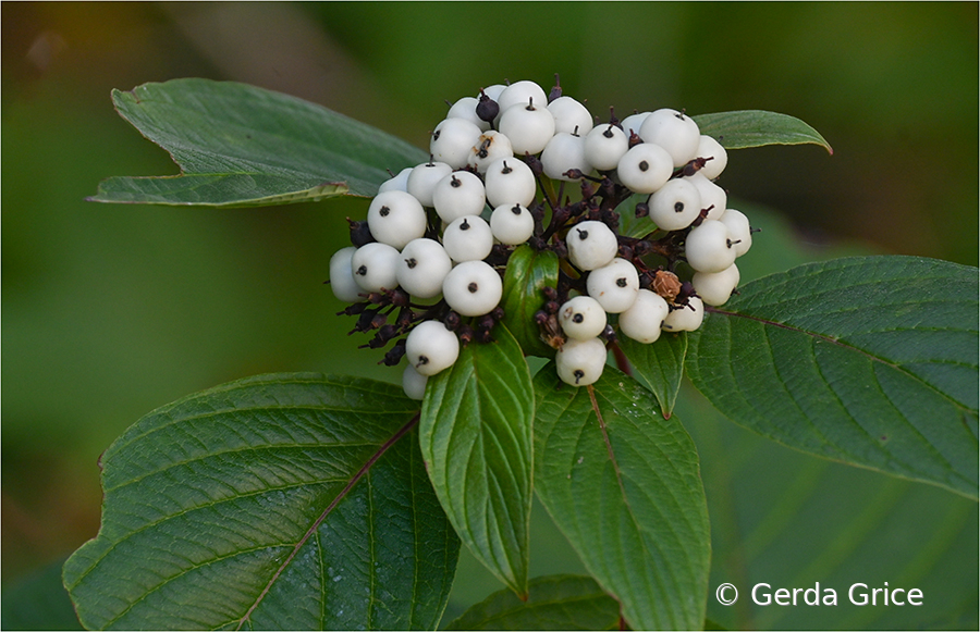 Autumn Berries