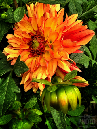 ~ ~ BLOOMING MUMS ~ ~ 