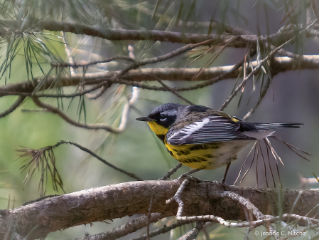 Magnolia warbler 4