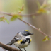 © Jeanne C. Mitcho PhotoID# 16080429: Yellow rumbed warbler