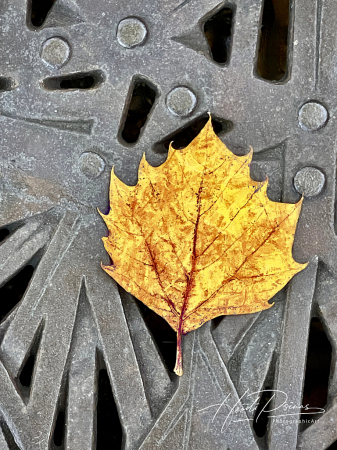 Angles in Autumn