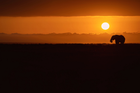 Elephant at Dawn