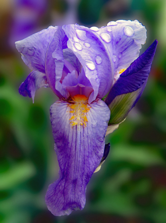 Water Drops On Iris