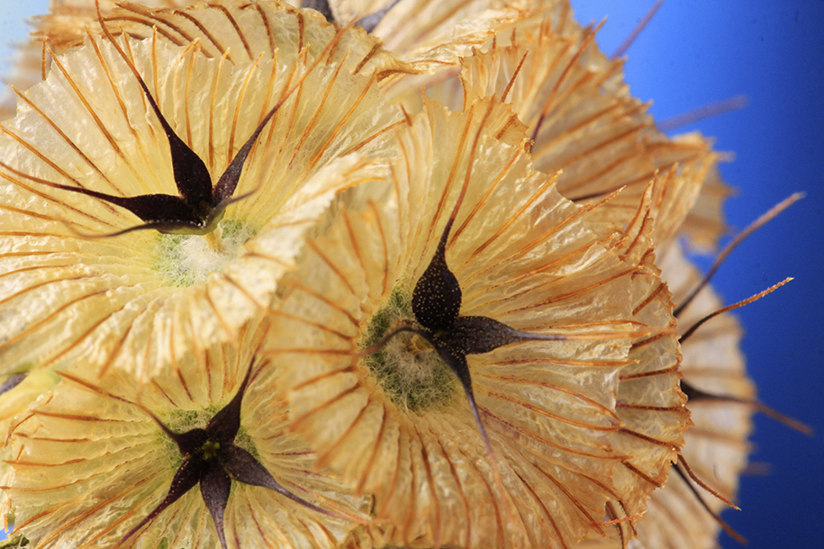 Pincushion Flower Seed Pod