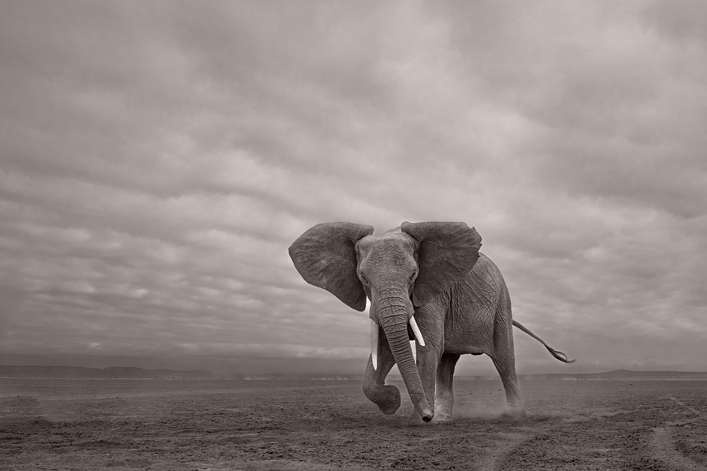 September 2023 Photo Contest Grand Prize Winner - Elephant Giving Me the Eye